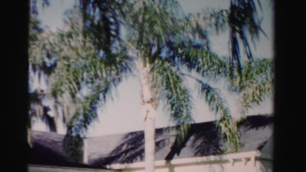 Palm fronds and trunks dominate the upper view as the camera tilts down toward a Dade County house exterior.