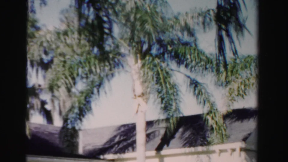 Palm fronds and trunks dominate the upper view as the camera tilts down toward a Dade County house exterior.