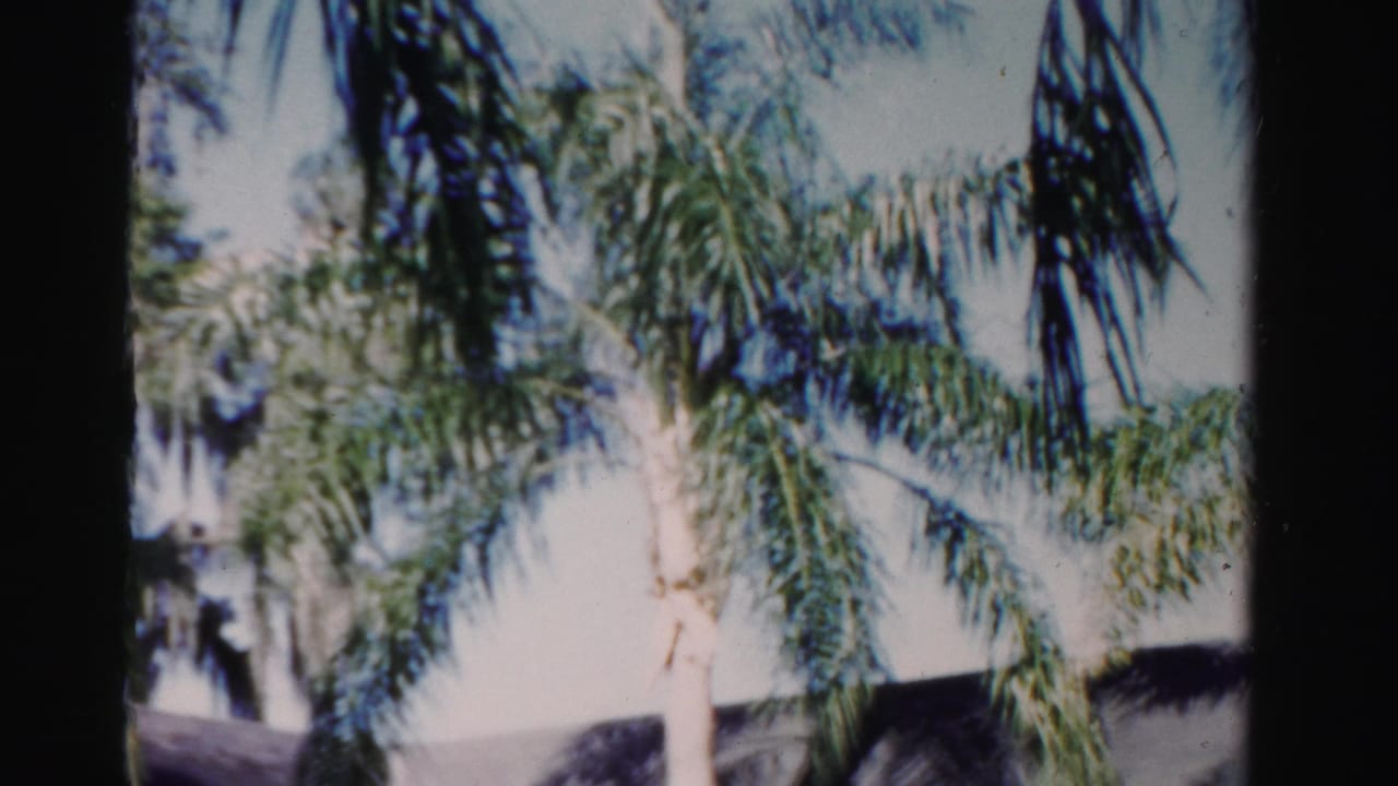 Palm fronds partially obscure a light-colored Dade County house exterior in soft 8mm color.