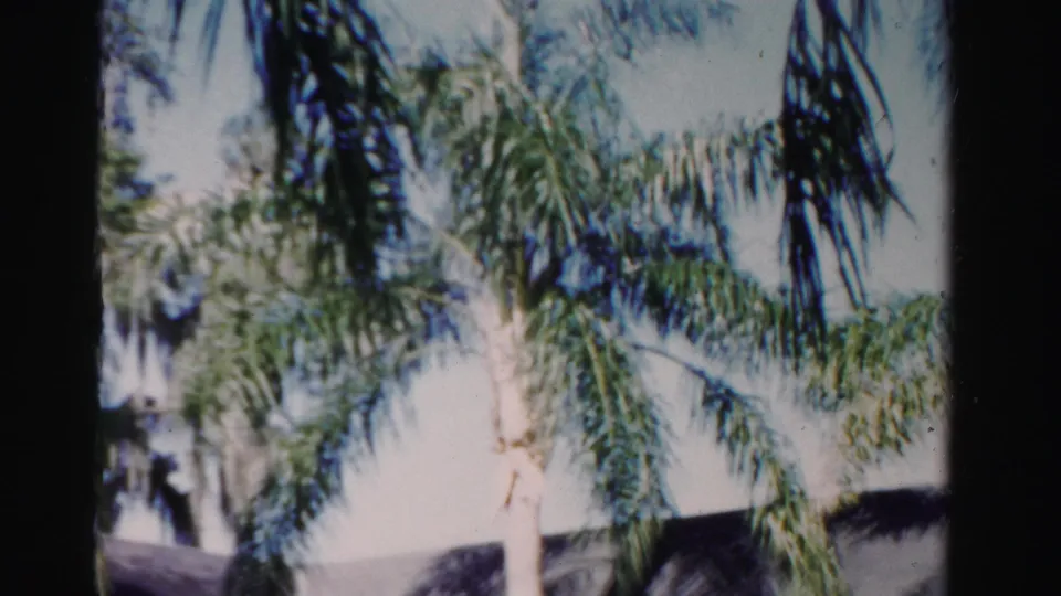 Palm fronds partially obscure a light-colored Dade County house exterior in soft 8mm color.