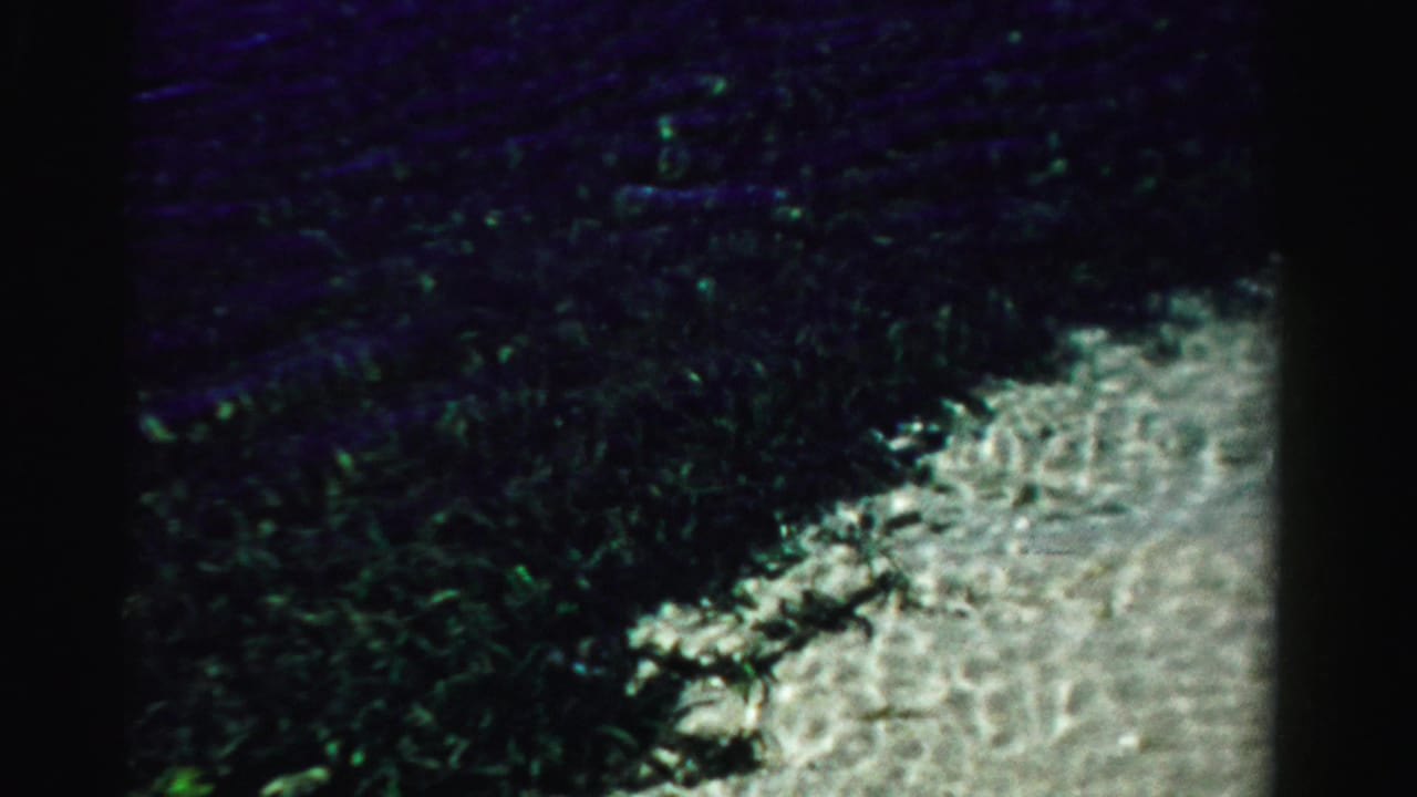Dark water and sea vegetation beside a bright sandy patch.