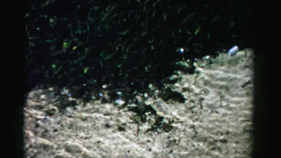 Dade County shoreline close-up with dark sea vegetation, shallow tide water, and rippled sand.