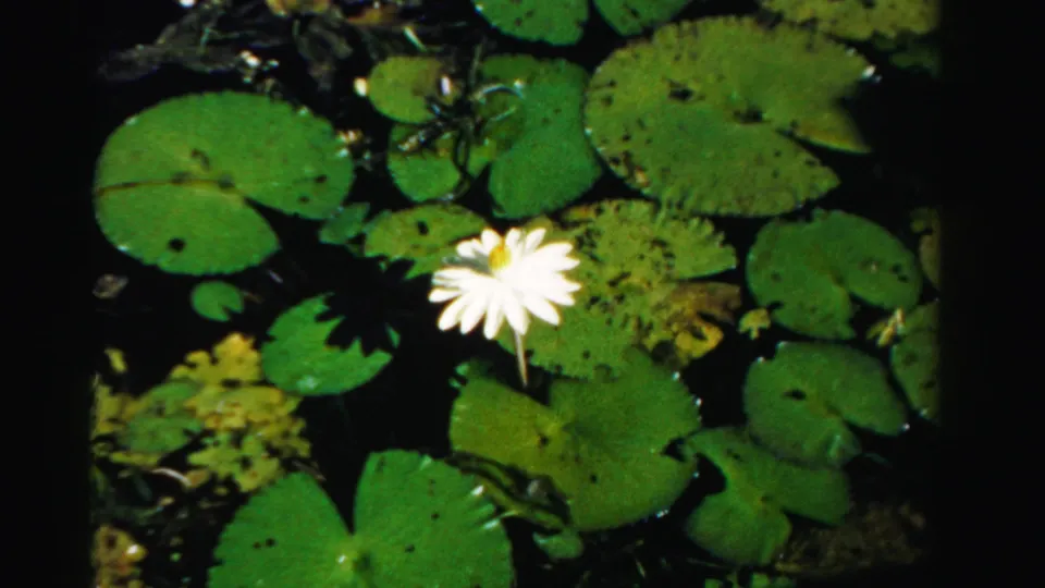 Close 8mm view of a white water lily rising from green lily pads, likely in the same Dade County waterfront setting.