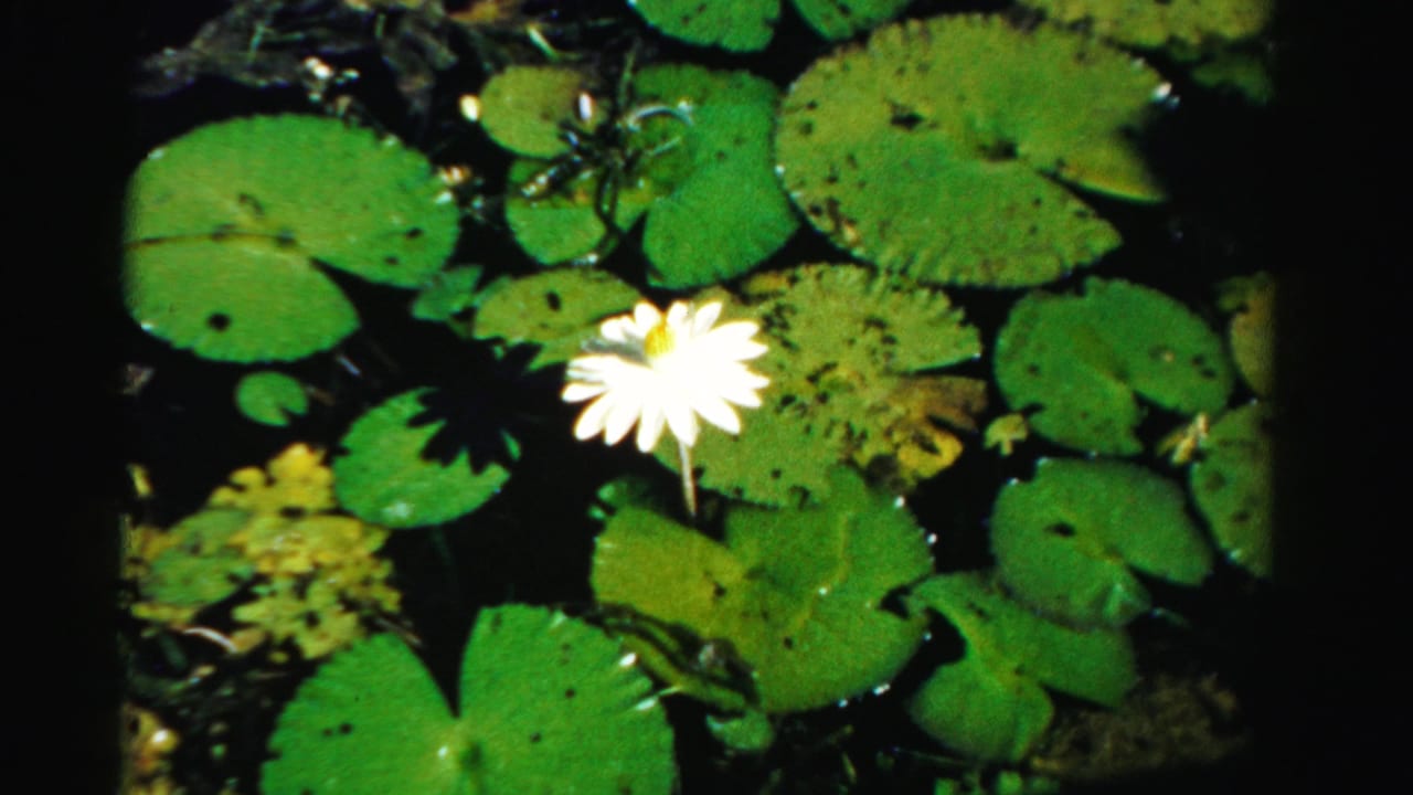 White water lily blooming among green lily pads on dark pond water.