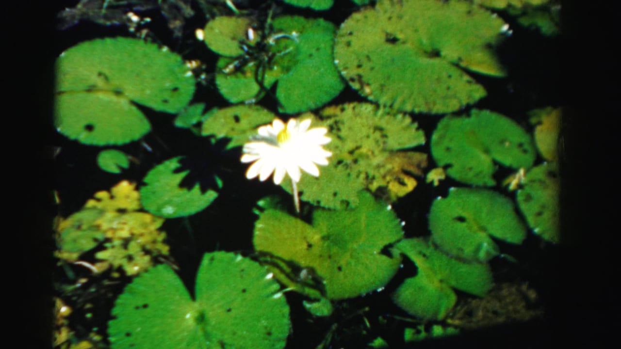 White water lily and lily pads seen from a slightly shifted pond angle.