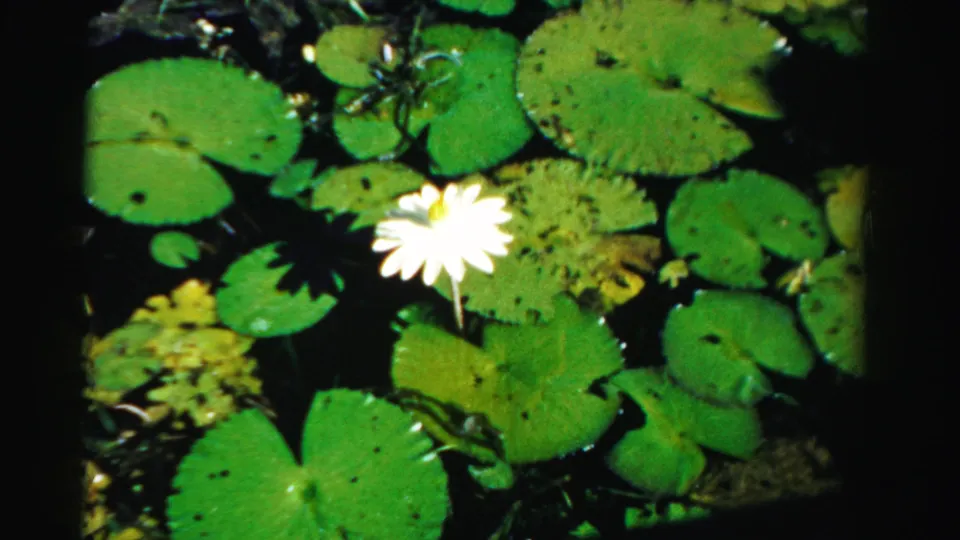 1955 Dade County 8mm frame with a white water lily above round lily pads in dark reflective pond water.