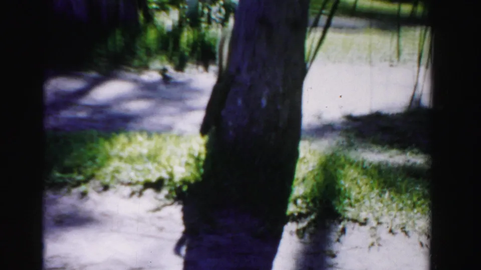 1955 Dade County 8mm frame showing a tree trunk in a sun-dappled yard with a small squirrel-like figure near the base.