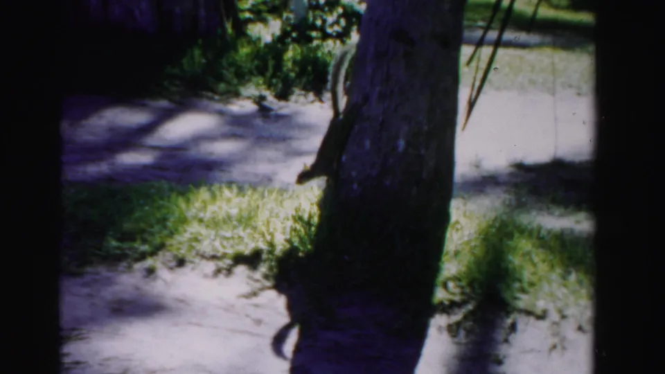 1955 Dade County 8mm frame showing a tree trunk, grass, and a small squirrel-like figure in a sunlit outdoor yard.