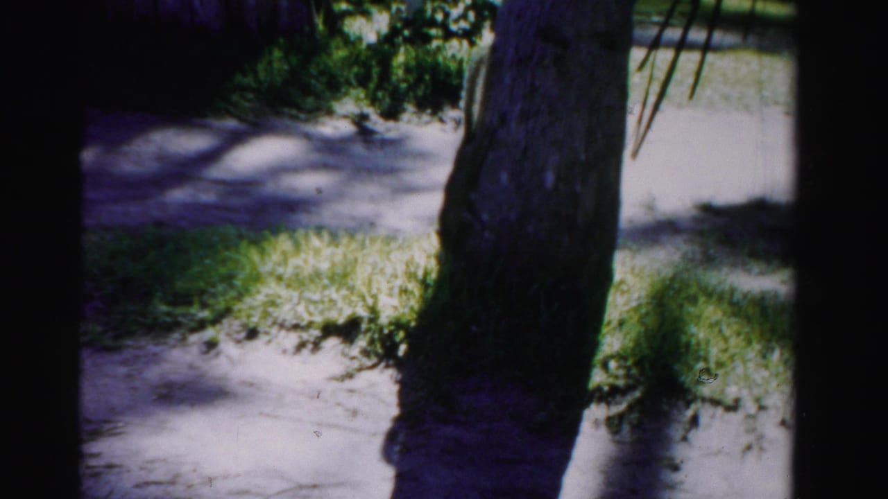 Tree trunks and sunlit grass beside a pale sidewalk.