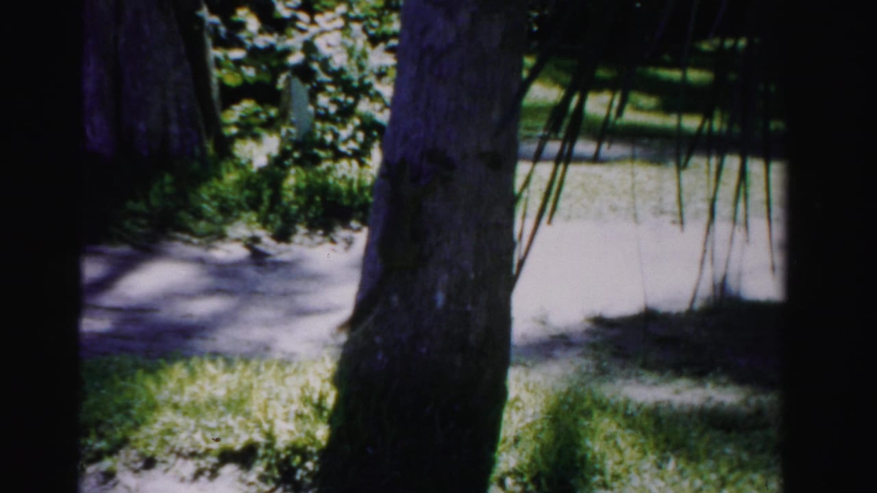 Squirrel on a tree trunk with grass and sidewalk behind it.