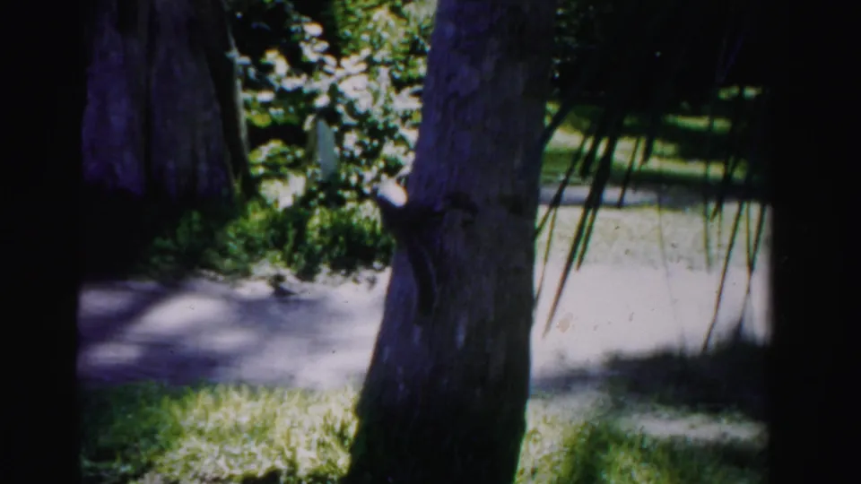 The 8mm frame shows a shaded yard with tree trunks, leaves, grass, and a pale sidewalk in Dade County.