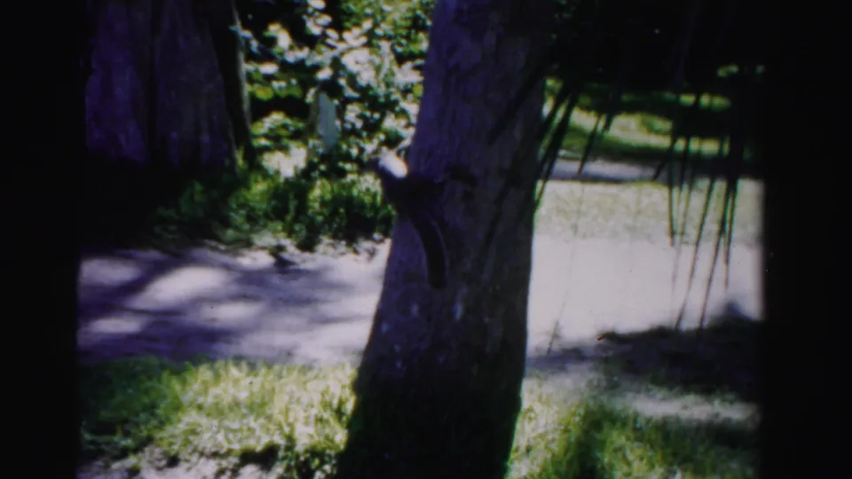 A squirrel climbs the side of a tree trunk in the 1955 Dade County yard, with sidewalk and foliage behind it.