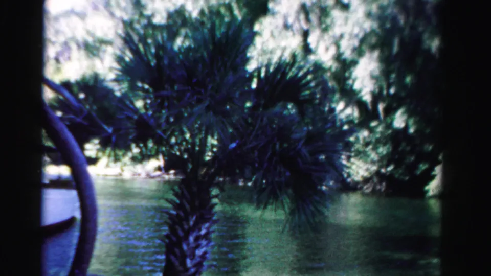Dade County 8mm frame focused on palm fronds and lakeside greenery, with water and the edge of a white boat visible.