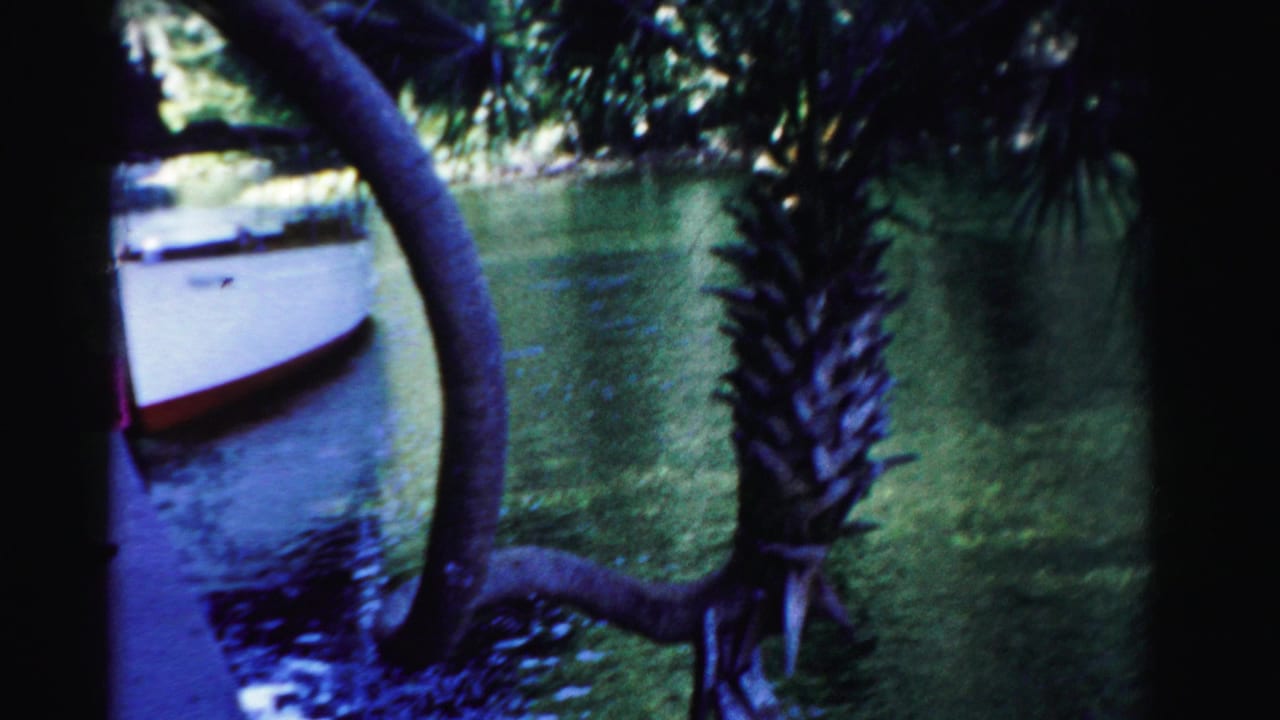 White boat beside shallow water framed by palm trunks and foliage.