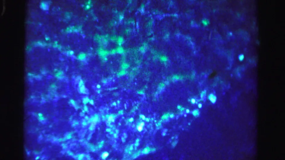 1955 Dade County 8mm frame showing blue-green reflective water with clustered bright highlights and visible grain.
