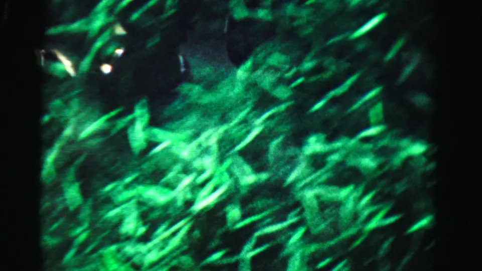 1955 Dade County 8mm frame with green plant-like strands, dark rock-like forms, and small bright underwater reflections.