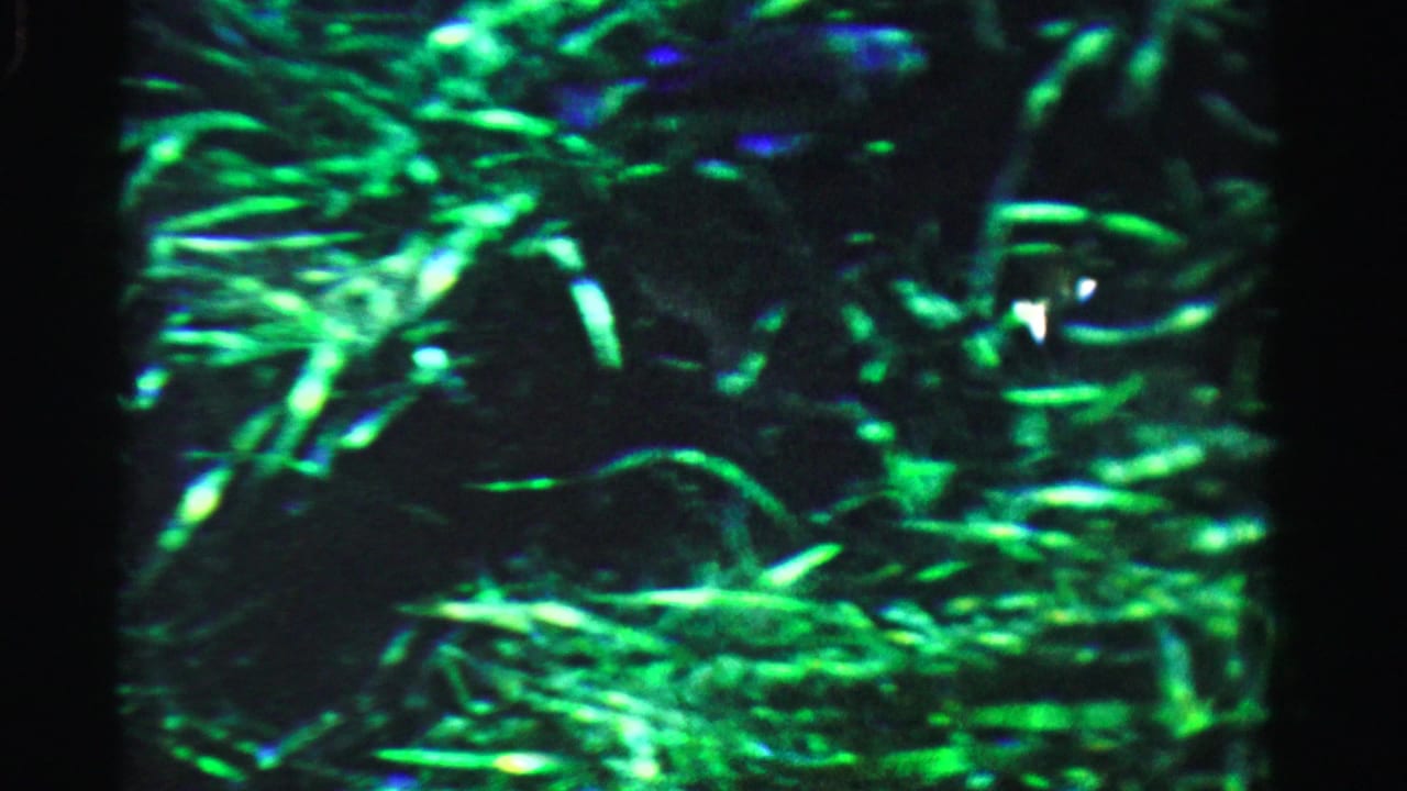 Soft green foliage and dark shadowed areas fill a rounded 8mm frame.