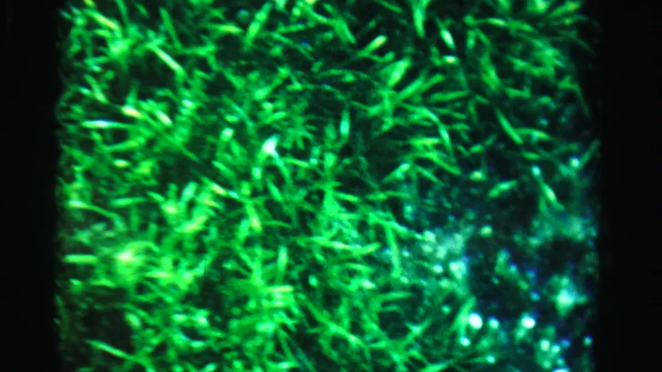 1955 Dade County 8mm frame with dense, bright green vegetation and a dark surrounding edge.