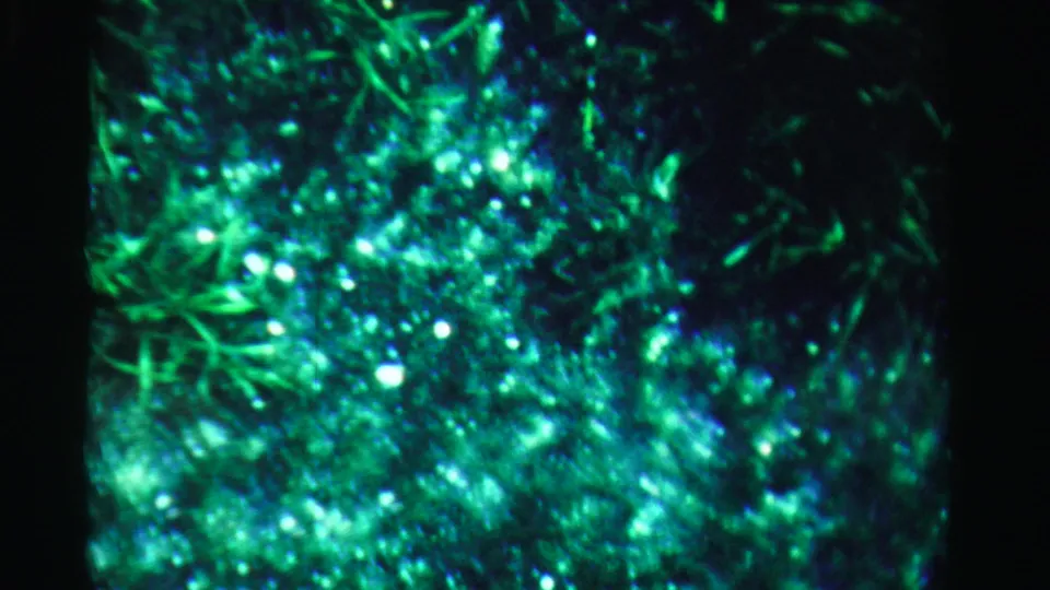 1955 Dade County 8mm frame showing green plant forms with small bright reflections on water.