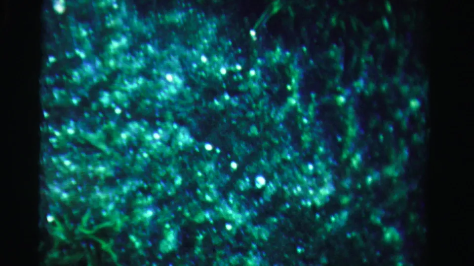 1955 Dade County 8mm frame with blue-green reflective water, soft plant shapes, and bright specks of light.