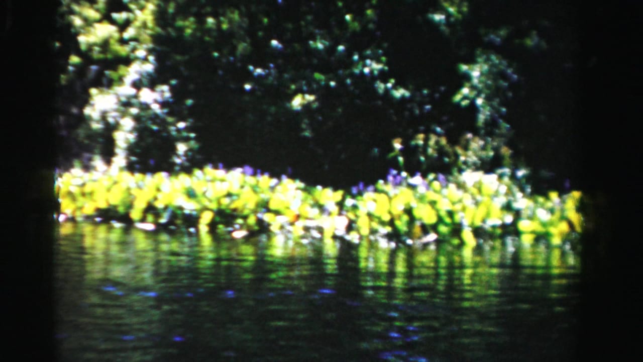 Lagoon water with bright lily pads and dense trees behind a dark film-frame border.