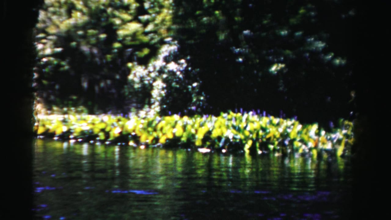 Bright green lily pads along a lagoon edge with dense trees and dark frame borders.
