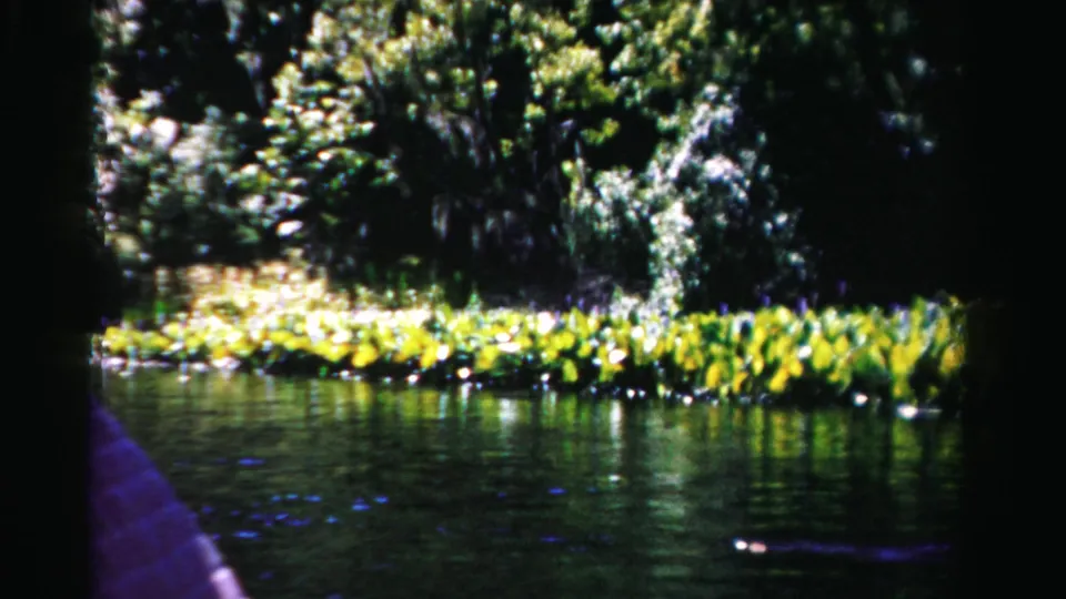 1955 Dade County home-movie frame showing lilies and trees beside lagoon water, with a purple fabric edge visible in the lower-left corner.