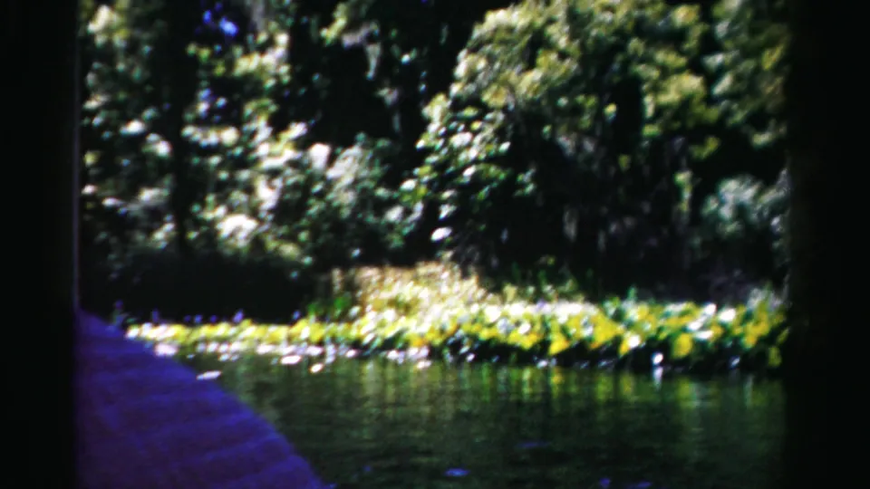 1955 Dade County 8mm view of a shaded lagoon bank, bright lilies, dense trees, rippled water, and a purple fabric edge in the foreground.
