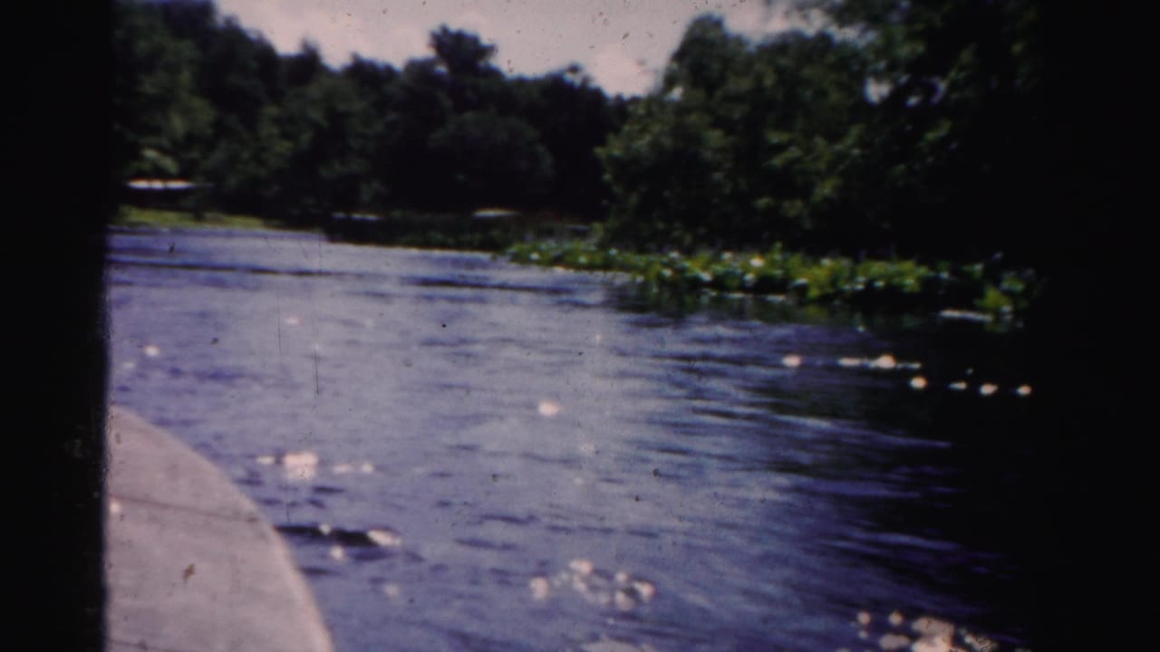 1955 Dade County river view from a moving boat, with bright water reflections, trees, and floating plants along the bank.