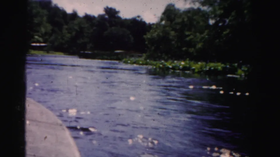 1955 Dade County river view from a moving boat, with bright water reflections, trees, and floating plants along the bank.