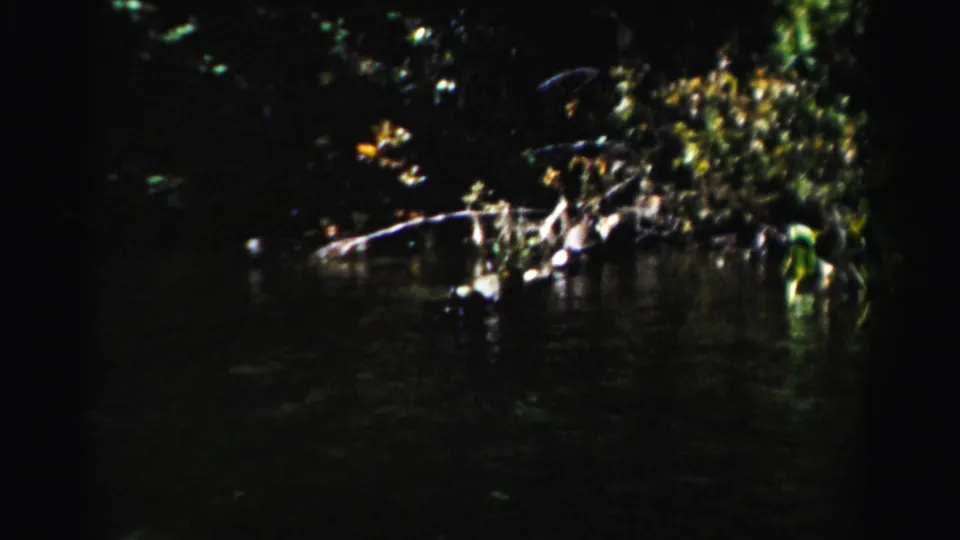 1955 Dade County 8mm frame showing shoreline bushes and pale logs at the water's edge during a boat ride.