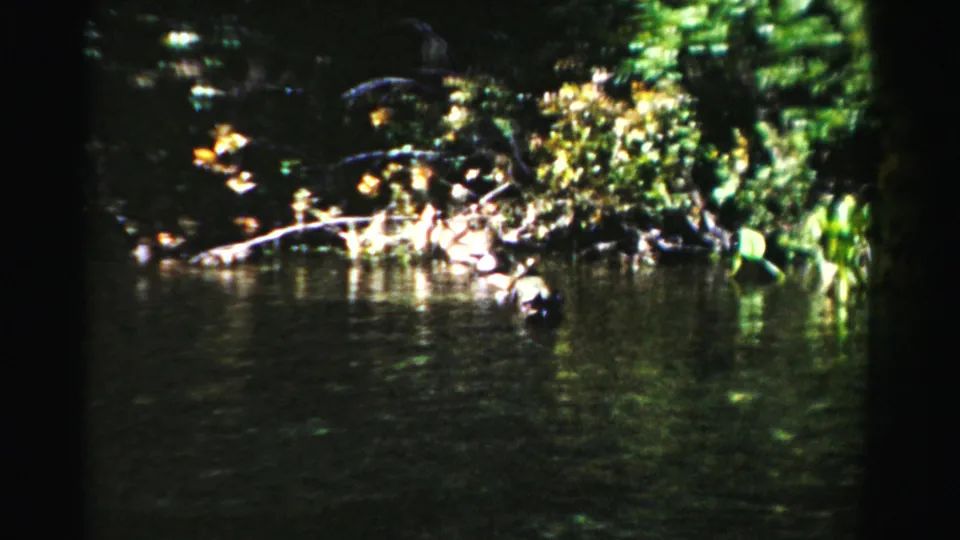 1955 Dade County riverbank view with dense green plants, exposed logs, and reflections in the water, filmed from a moving boat.