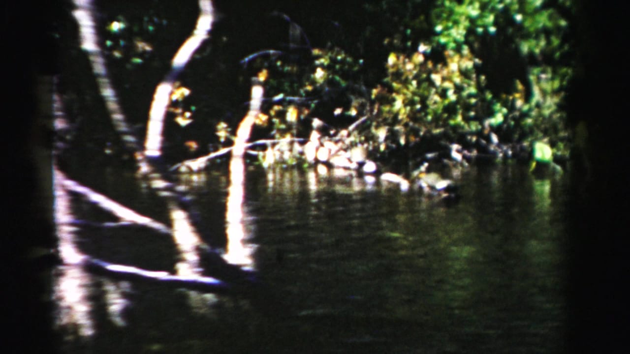 Dark lake edge with pale tree trunks, green foliage, and rippled water.