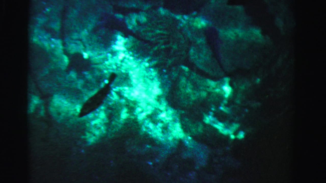 Green-blue glowing underwater area with a small dark fish-like silhouette near the center.