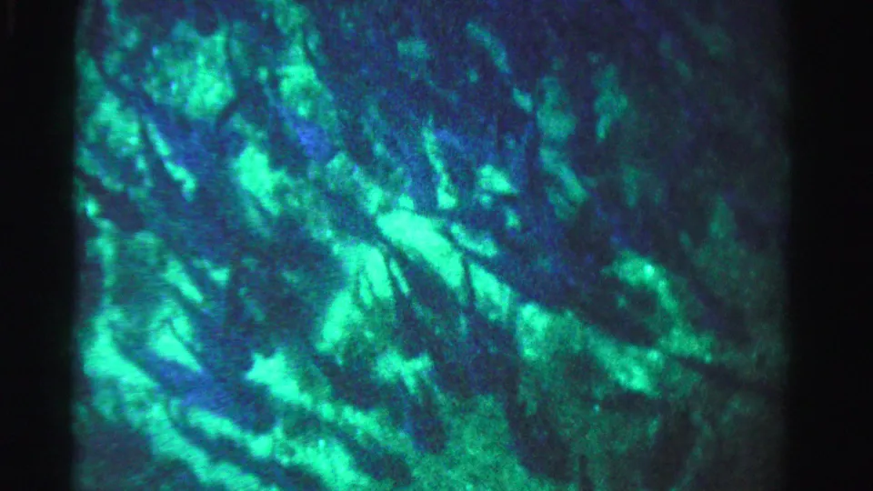 1955 Dade County 8mm frame with bright green-blue underwater textures, dark organic forms, and dense film grain.