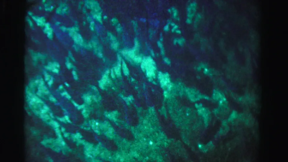 1955 Dade County 8mm frame showing luminous green-blue underwater texture with indistinct fish forms and dark gate edges.