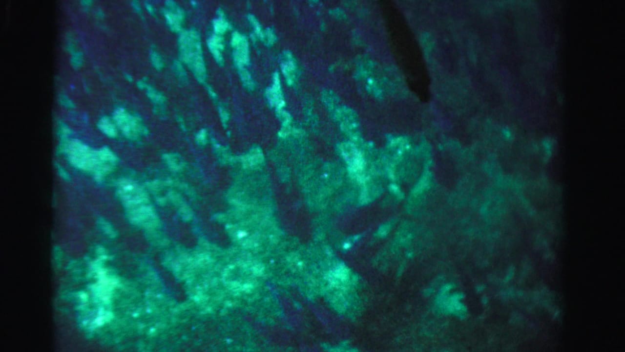 1955 Dade County 8mm frame with a glowing aquatic background, faint fish silhouettes, and dark border from the film scan.