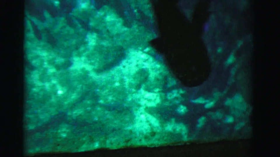 1955 Dade County 8mm frame showing a dark fish silhouette passing across a bright green-blue aquatic display.