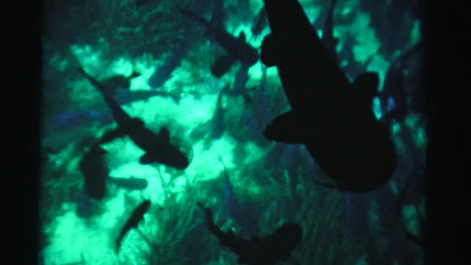 1955 Dade County 8mm frame with multiple fish silhouettes set against a vivid green-blue underwater background.