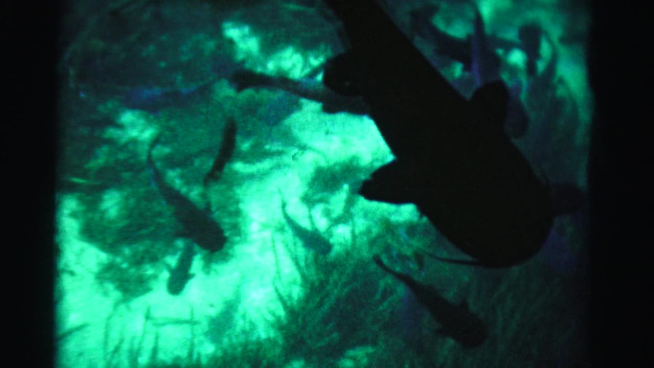 Silhouetted fish swim across a green-lit aquarium tank.