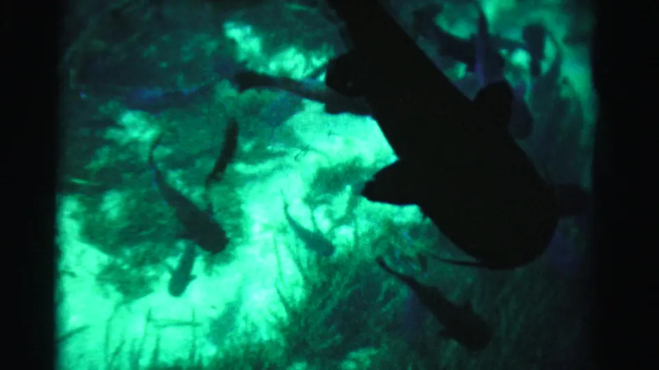 1955 Dade County home-movie frame showing dark fish silhouettes against a glowing green aquarium or marine exhibit tank.