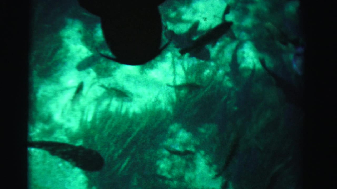 Dark fish shapes pass through glowing green water.