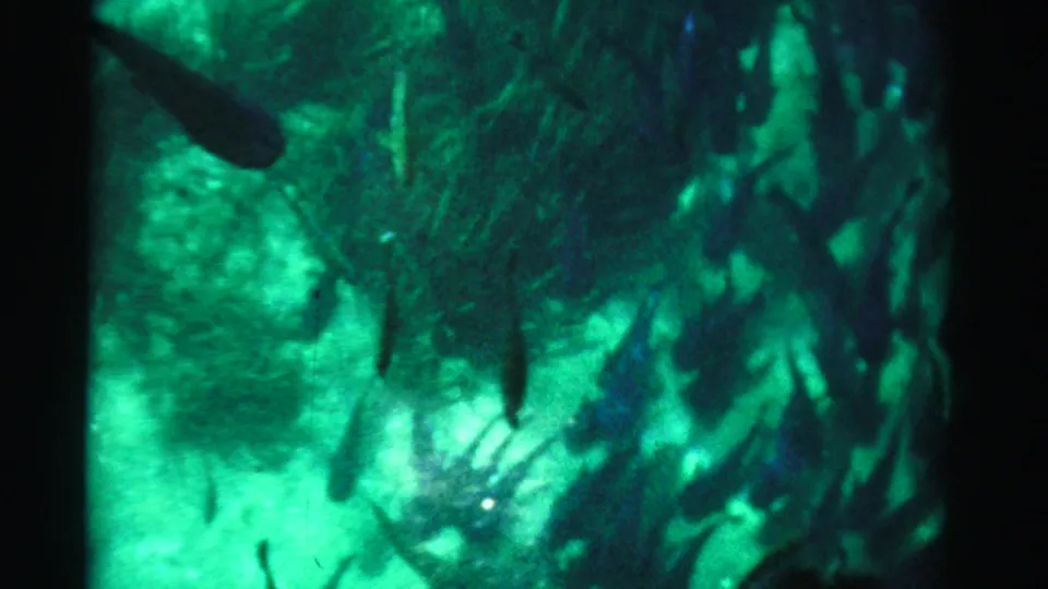 1955 8mm frame with soft fish silhouettes, green illumination, and grainy aquarium glass texture.