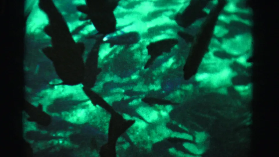Dade County 1955 home-movie frame showing a shark-like dark form with fish silhouettes in a green-lit tank.