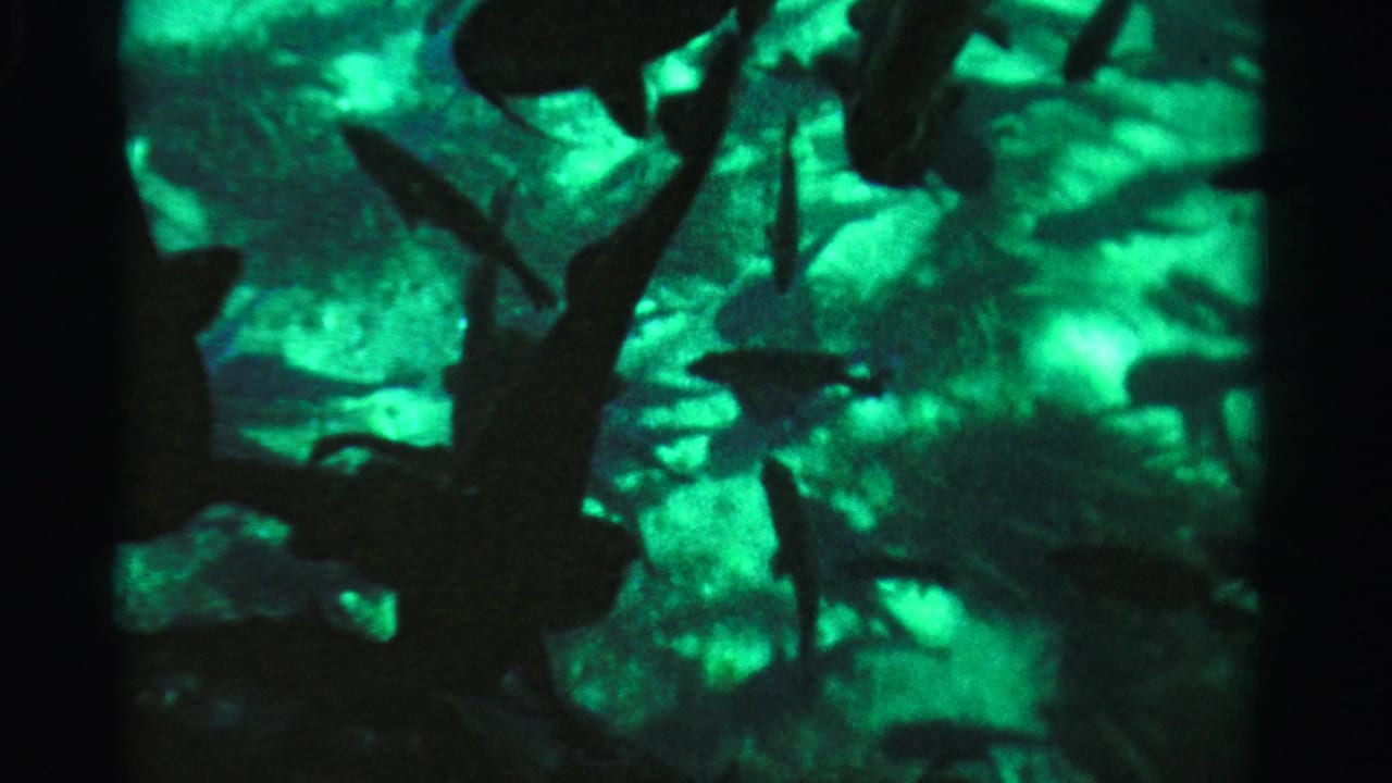 Green-lit fish silhouettes swimming behind glass in a dark aquarium-like scene.