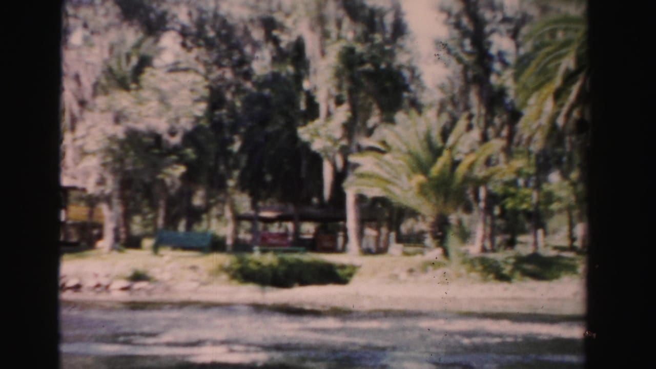 Lakeside shoreline with palms, mossy trees, water, and a shaded deck partly visible at left.