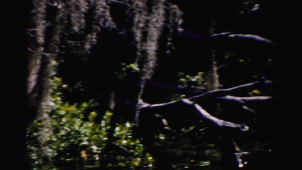 Shadowed swamp with hanging moss, dark trunks, green foliage, and a pale branch over water.