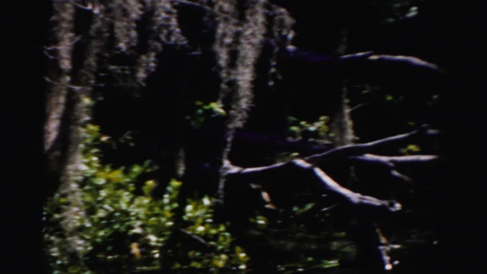 1955 Dade County 8mm frame showing a dark swamp scene with Spanish moss, tree trunks, green plants, and still water.