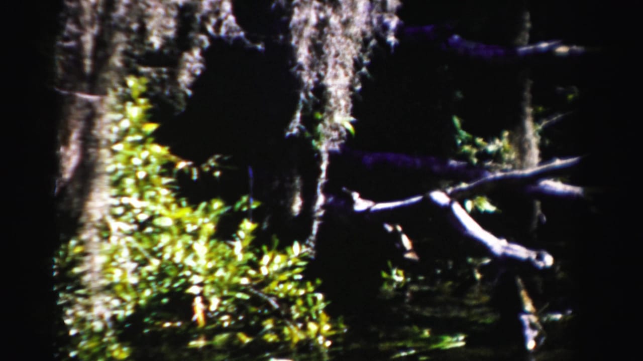 Dense swamp vegetation with hanging moss, bright leaves, dark trunks, and a fallen limb.