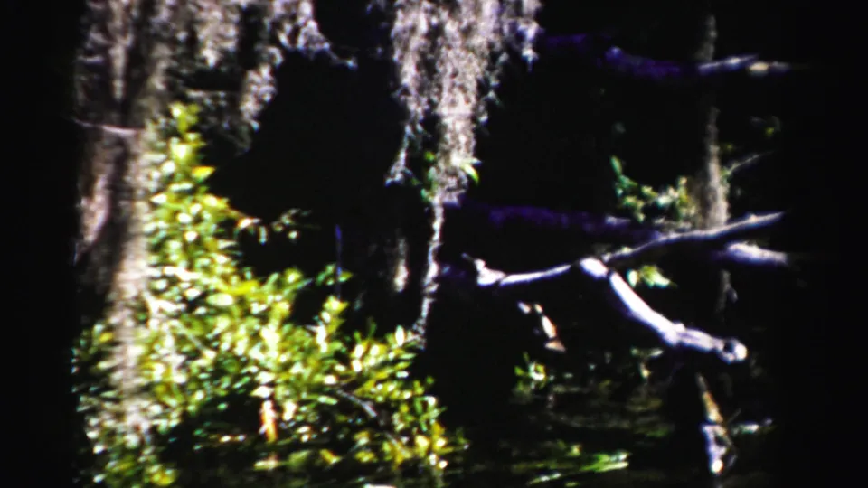 1955 Dade County wetland frame with bright foliage, hanging moss, shadowed trunks, and a pale branch crossing the view.